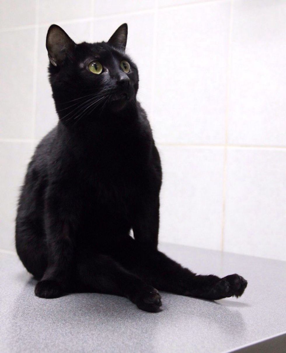 Rescue Cat Can't Walk on His Legs But Helps Sick Animals and Even Saves