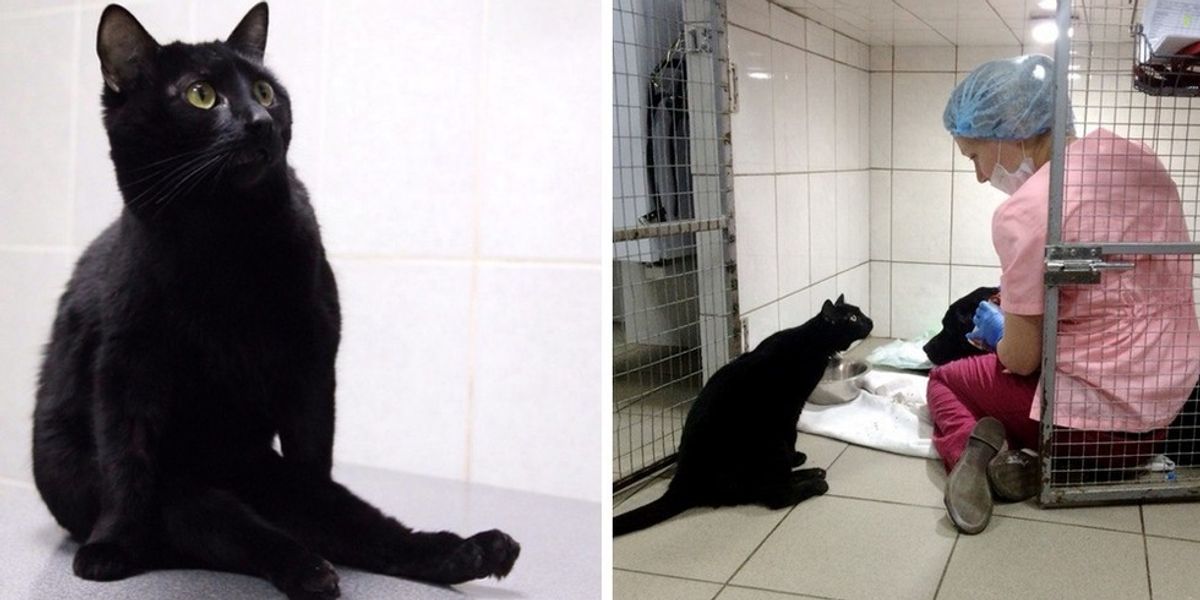 Rescue Cat Can't Walk on His Legs But Helps Sick Animals and Even Saves