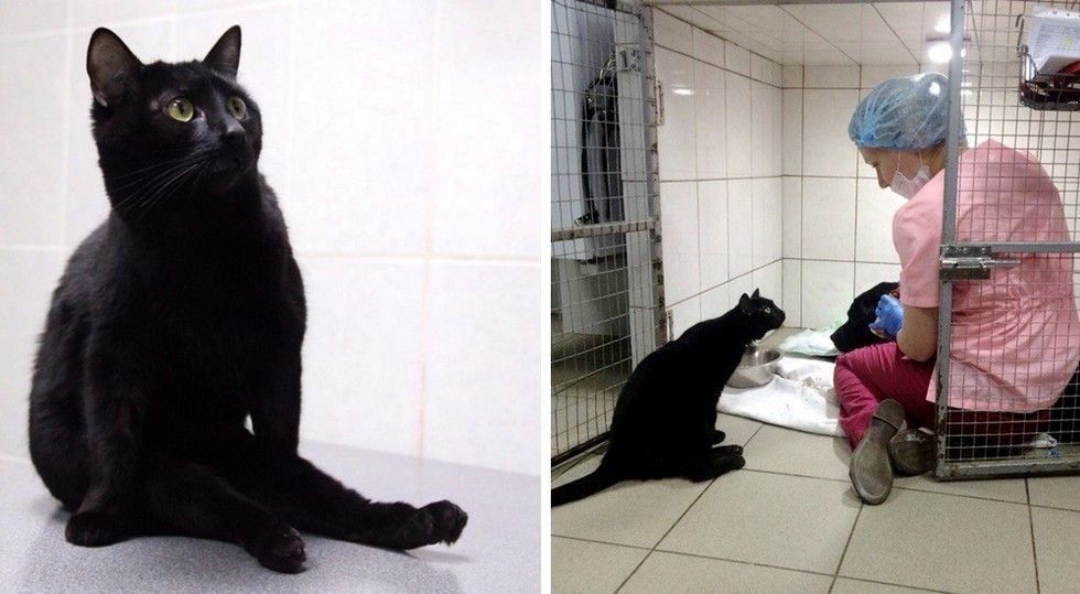 Rescue Cat Can't Walk on His Legs But Helps Sick Animals and Even Saves