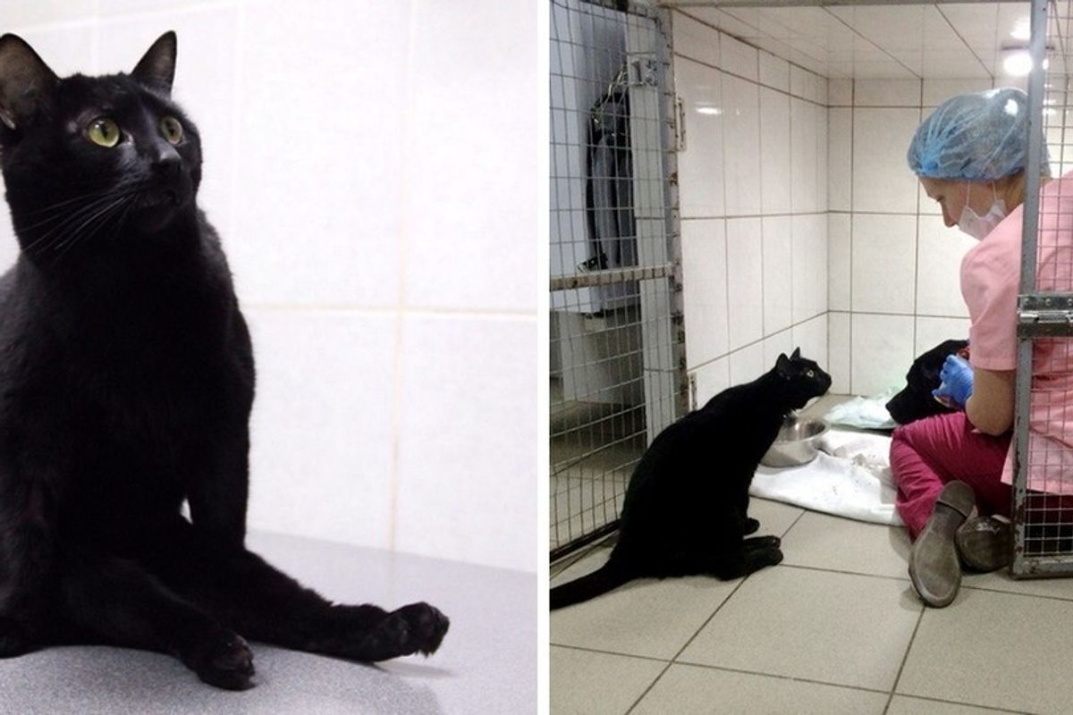 Rescue Cat Can't Walk on His Legs But Helps Sick Animals and Even Saves Their Lives