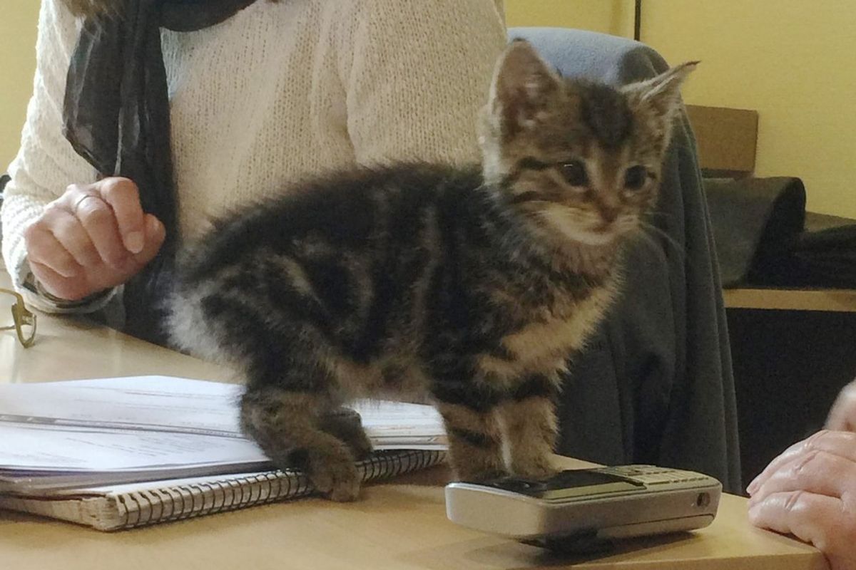 Stray Kitten Strolls Into Office to Offer Employees Some ‘Help’