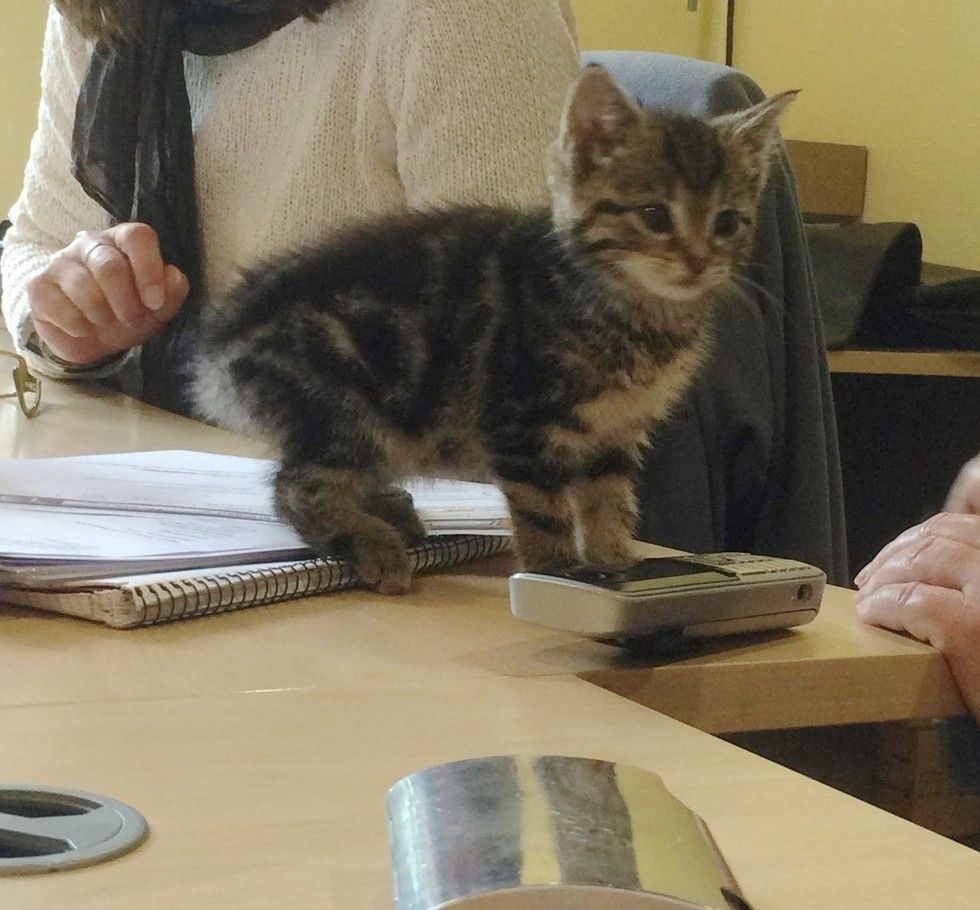 Stray Kitten Strolls Into Office to Offer Employees Some 'Help' - Love Meow