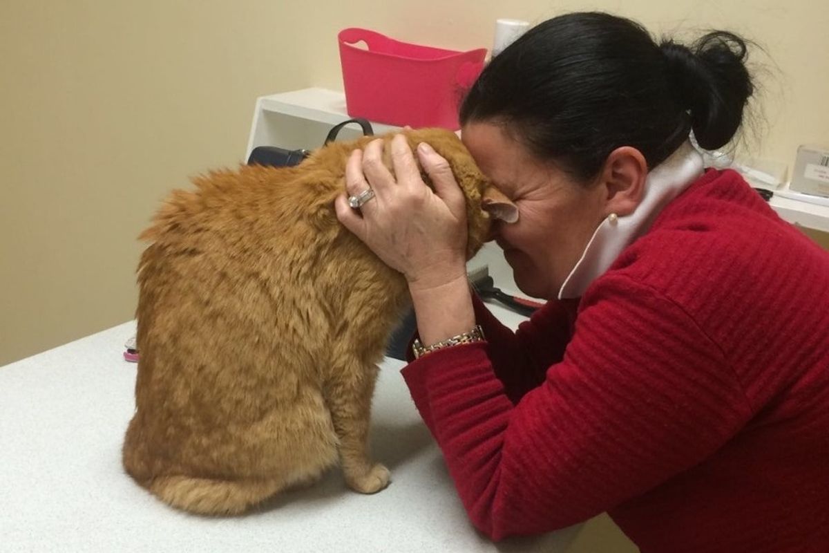 Senior Cat Reunites with His Mom in Ireland After Being Lost in Australia
