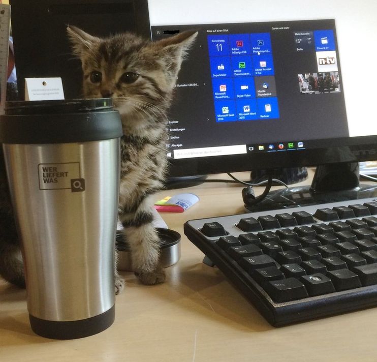 Stray Kitten Strolls Into Office to Offer Employees Some 'Help' - Love Meow