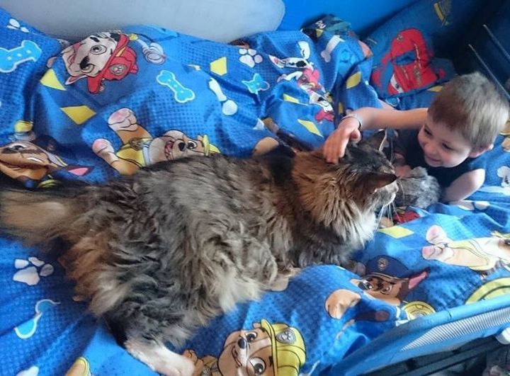The friendship between the world’s biggest cat and his little mistress