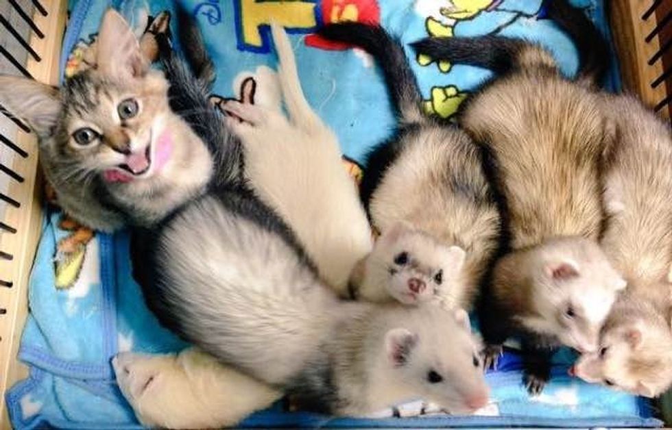 Rescue Kitten Grew Up with Five Ferret Brothers Love Meow