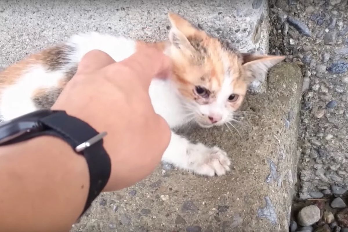 Man Saw Kitten Fall from Bridge and Rushed to Save Her