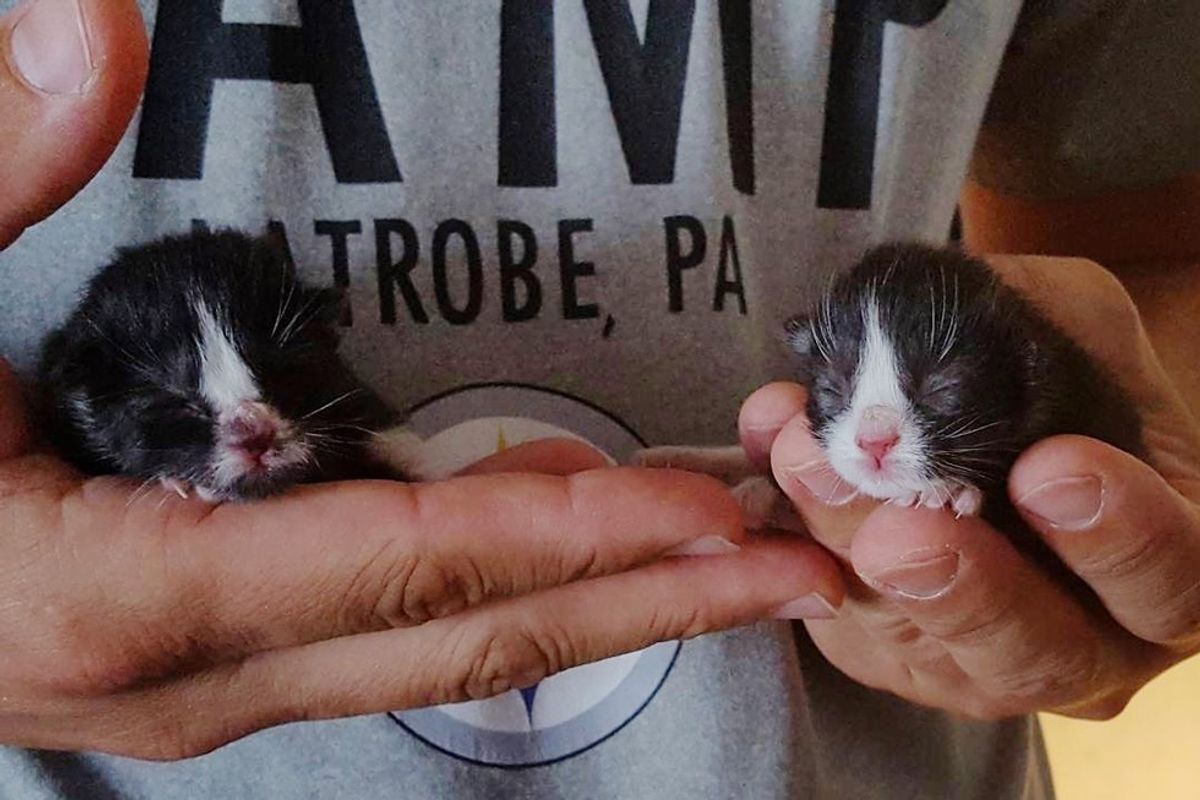 Orphaned Kittens Rescued from Garbage Find Protective Dog Mama to Love