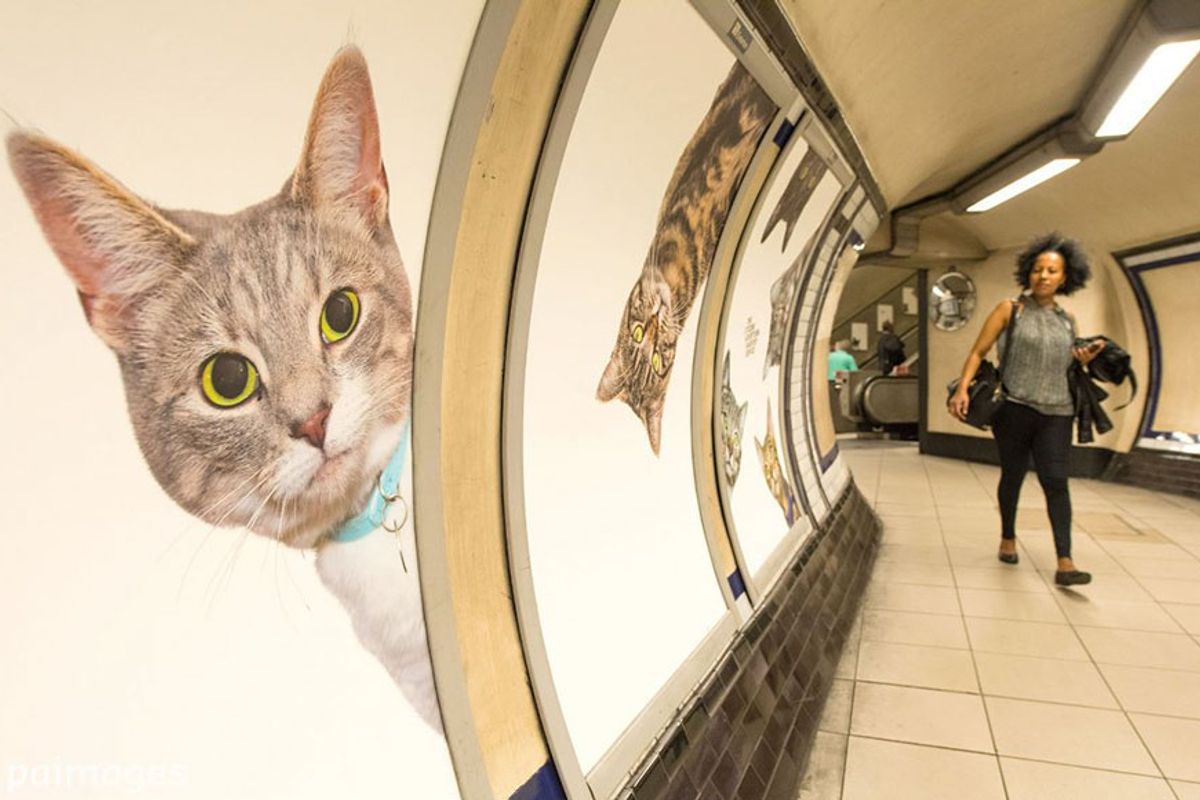 This Underground Station Now Has Photos of Rescue Cats instead of Ads