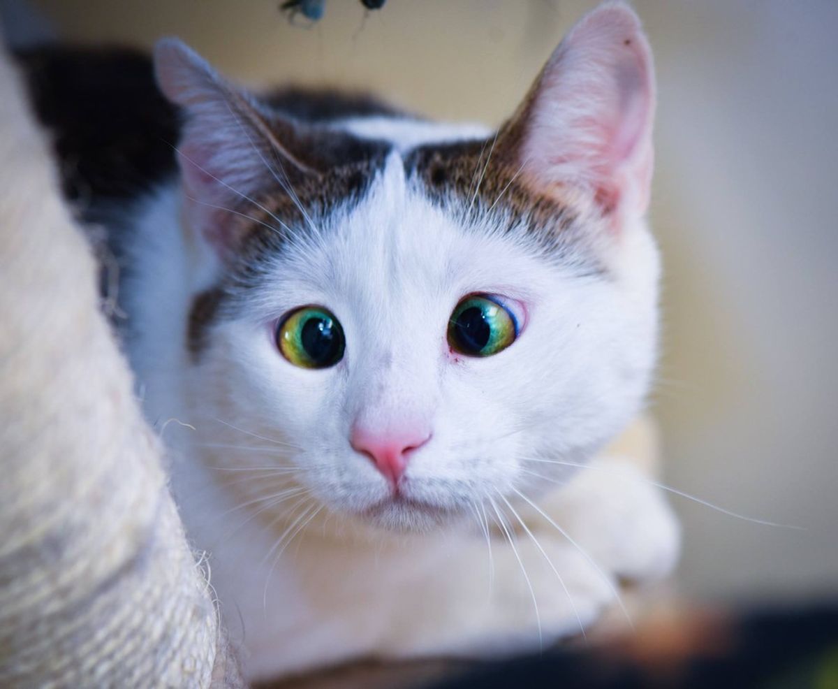 Cat Lived Her Early Years in Fear Until They Found Her and Showed Her Love