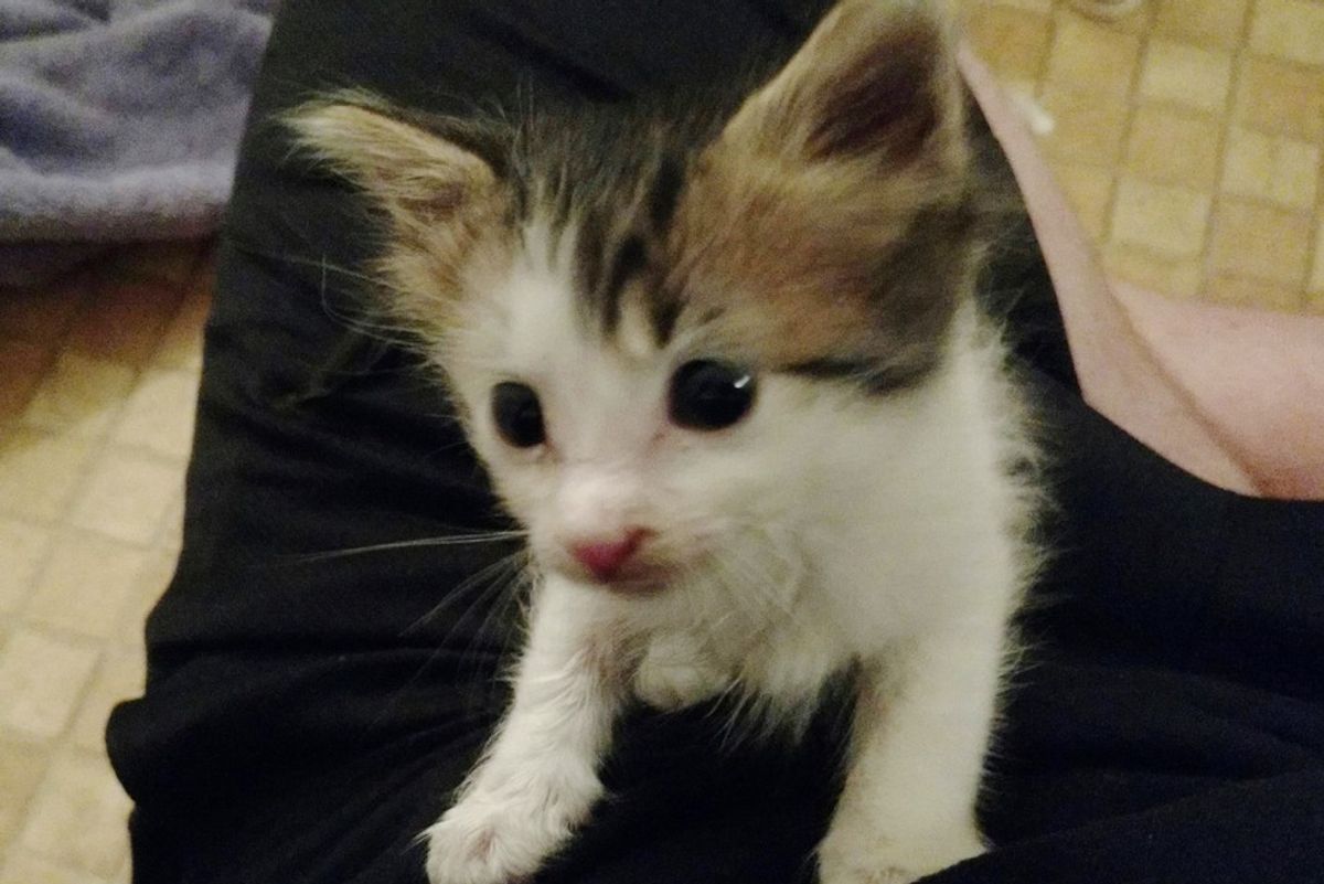 Man Saves Abandoned Kitten, Who Couldn't Have Come at a Better Time