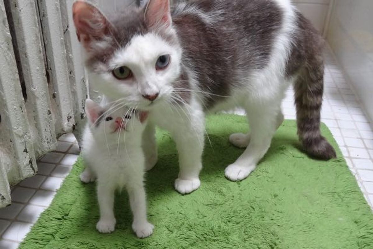 Rescue Cat Mama and Her Babies Help a Teeny Motherless Kitten..