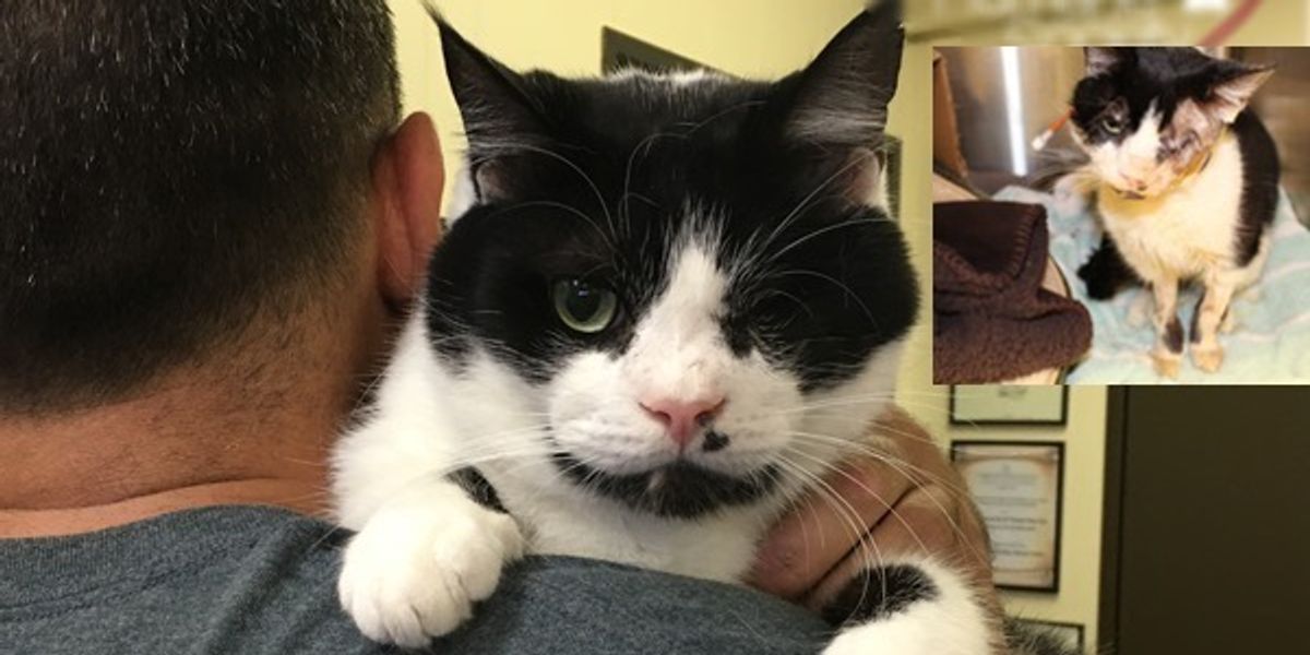 Miracle Cat Who Was Hit by Car and Buried, Emerged from His Grave, Now