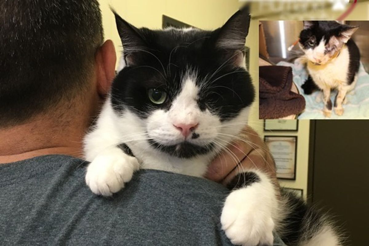 Miracle Cat Who Was Hit by Car and Buried, Emerged from His Grave, Now Gets Forever Home