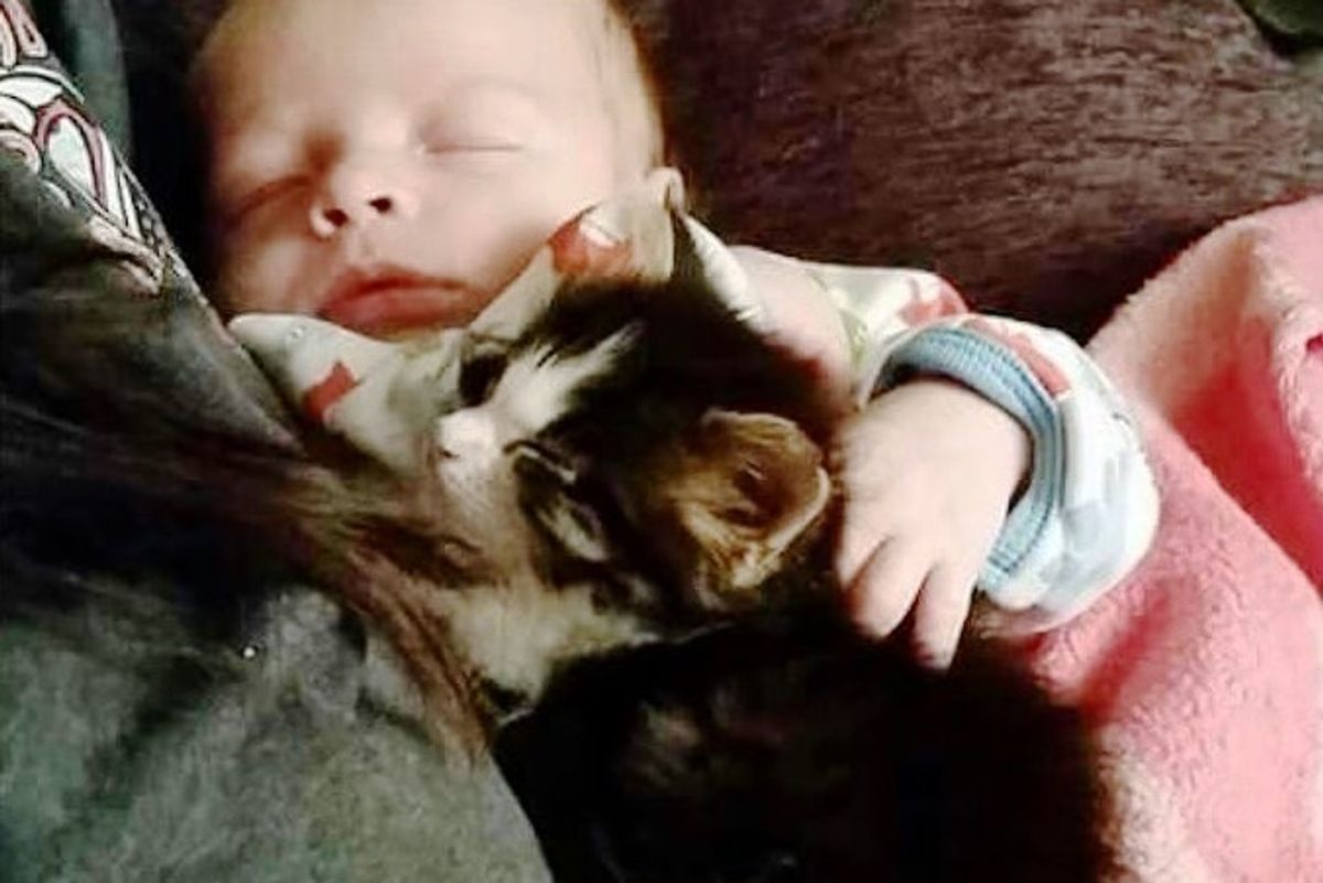 Orphaned Kitten Guards Her Little Brother Since Day One, Now 10 Months Later..