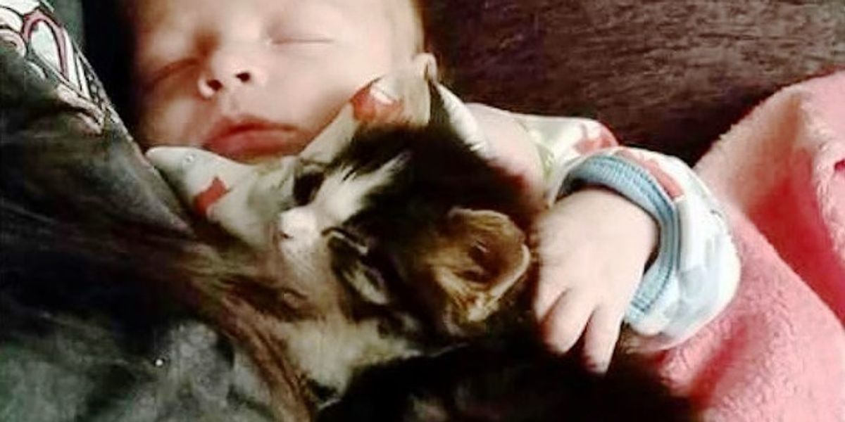 Orphaned Kitten Guards Her Little Brother Since Day One, Now 10 Months