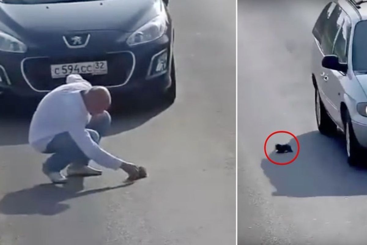 Man Stops in Busy Road to Save Kitten Fallen from Car While Others Just Keep Driving