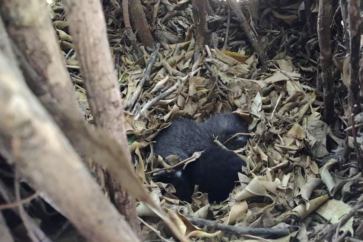 They Found Two Tiny Furballs in Tree Nest without Mom