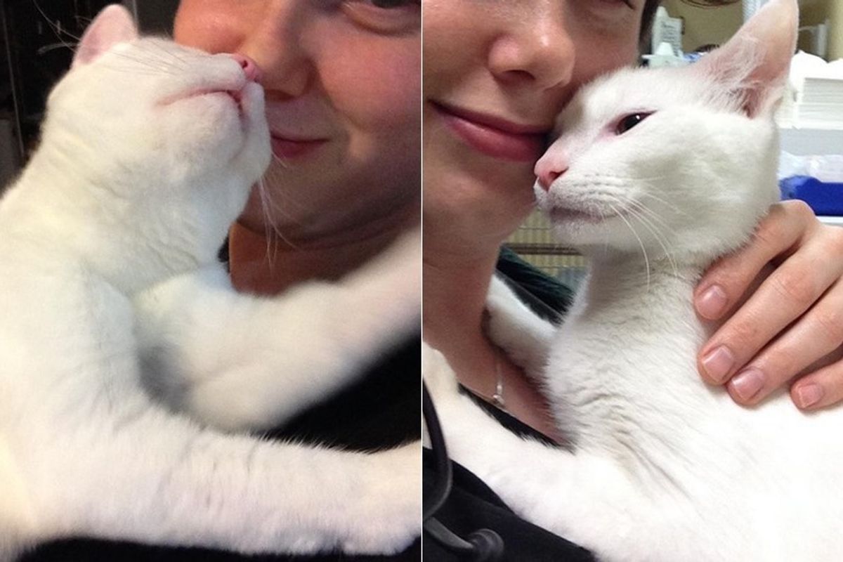 Vet Refused to Give Up on Sick Kitty, Now He Can't Stop Thanking Them