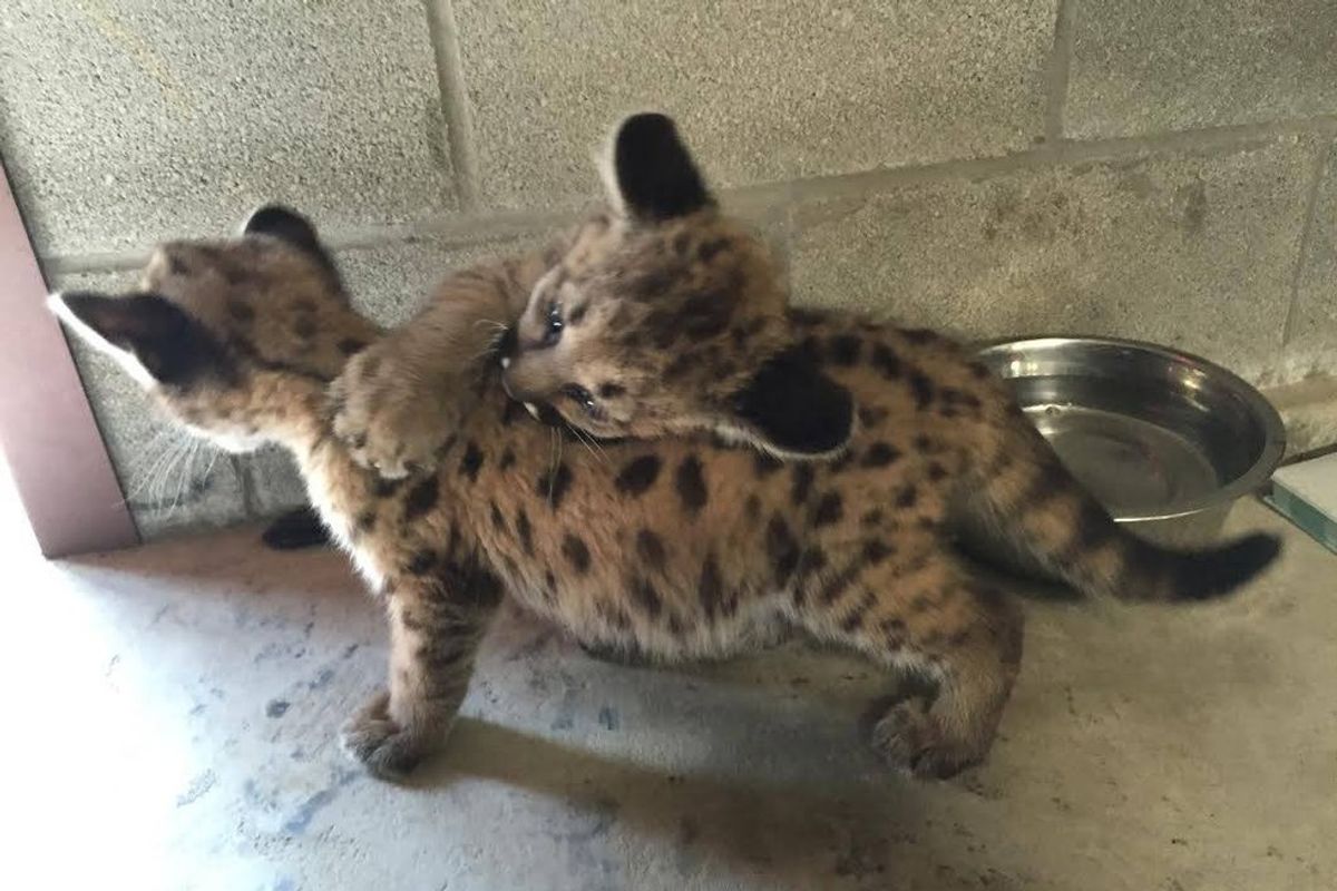 Rescue Wildcat Cub Bonds with Three Other Orphaned Cubs Like Family
