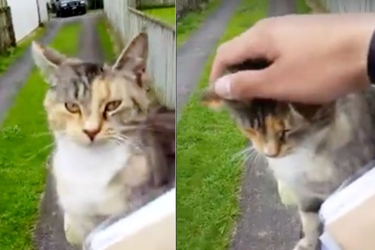 Cat Chases Down Mailman Every Day Demanding to Be Loved