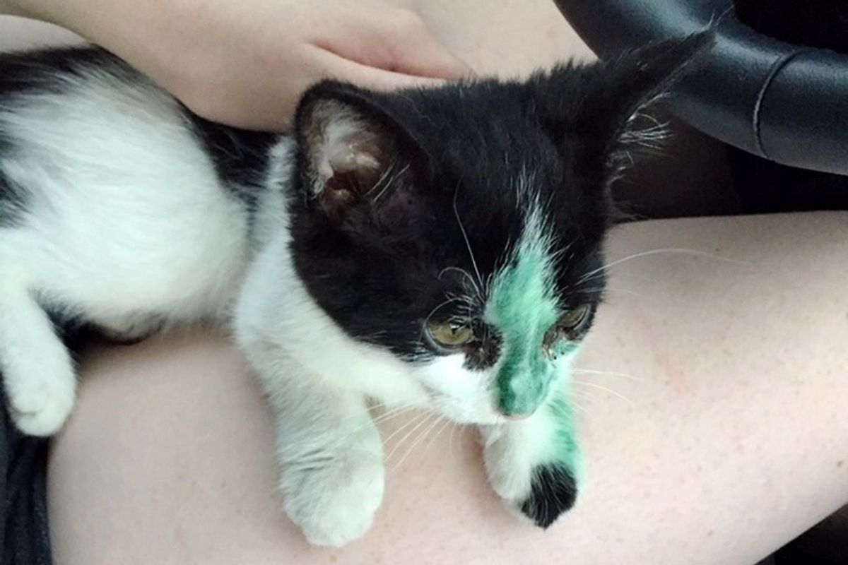 Stray Kitten Runs Up to Woman Meowing for Help and Won't Let Her Go...