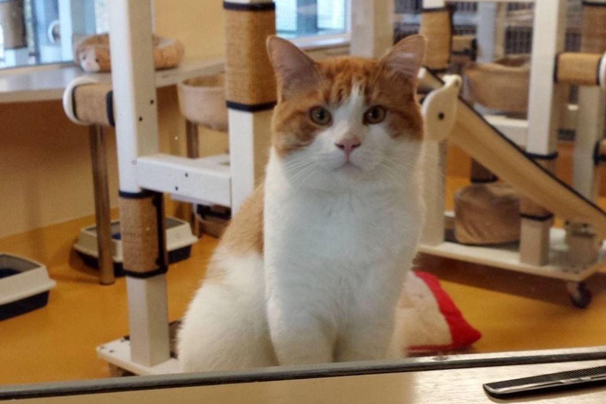 Every Single Animal At The Shelter Got Adopted Except This Cat