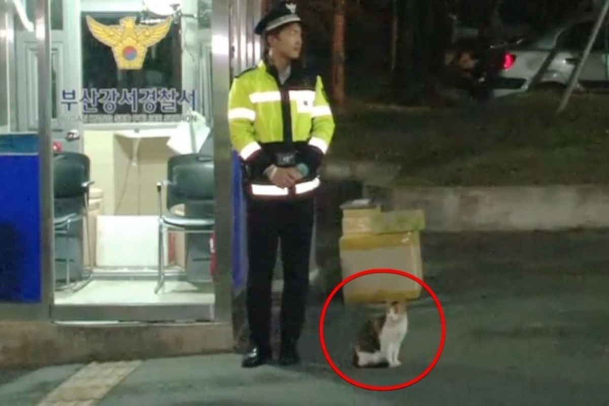 Stray Cat Walks Up to Police Meowing for Help and Gives Them the Most Wonderful Thing