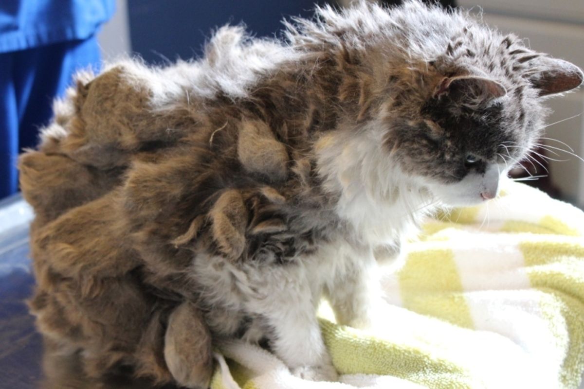 Woman Stops to Help Mysterious Animal, Discovers It's a Severely Matted Cat