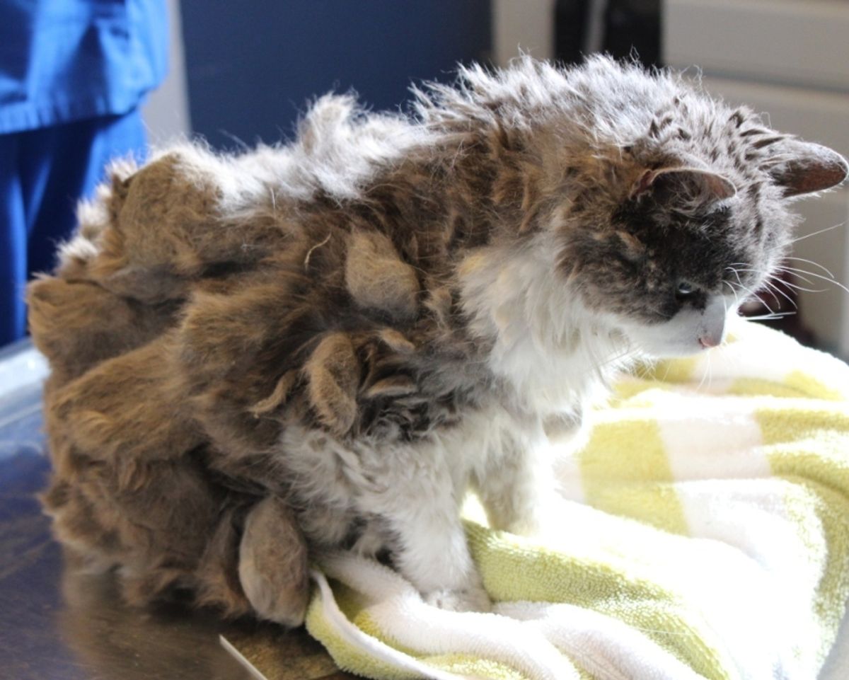 Woman Stops to Help Mysterious Animal, Discovers It's a Severely Matted Cat