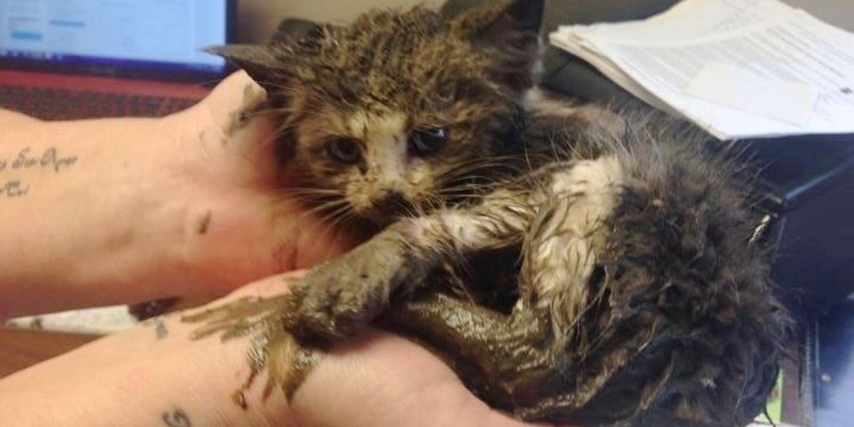 Kitten Found Stuck in Mud Under Steel is Saved by Teamwork, What a