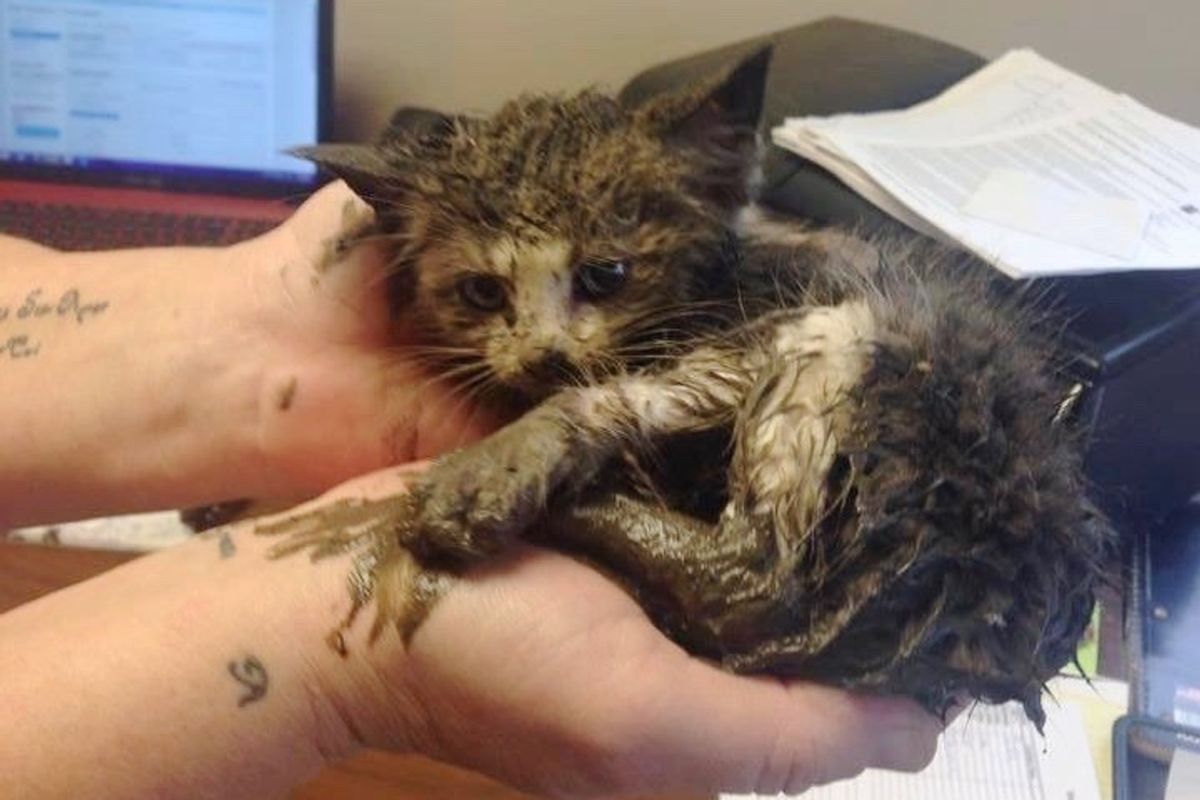 Kitten Found Stuck in Mud Under Steel is Saved by Teamwork, What a Difference One Day Makes