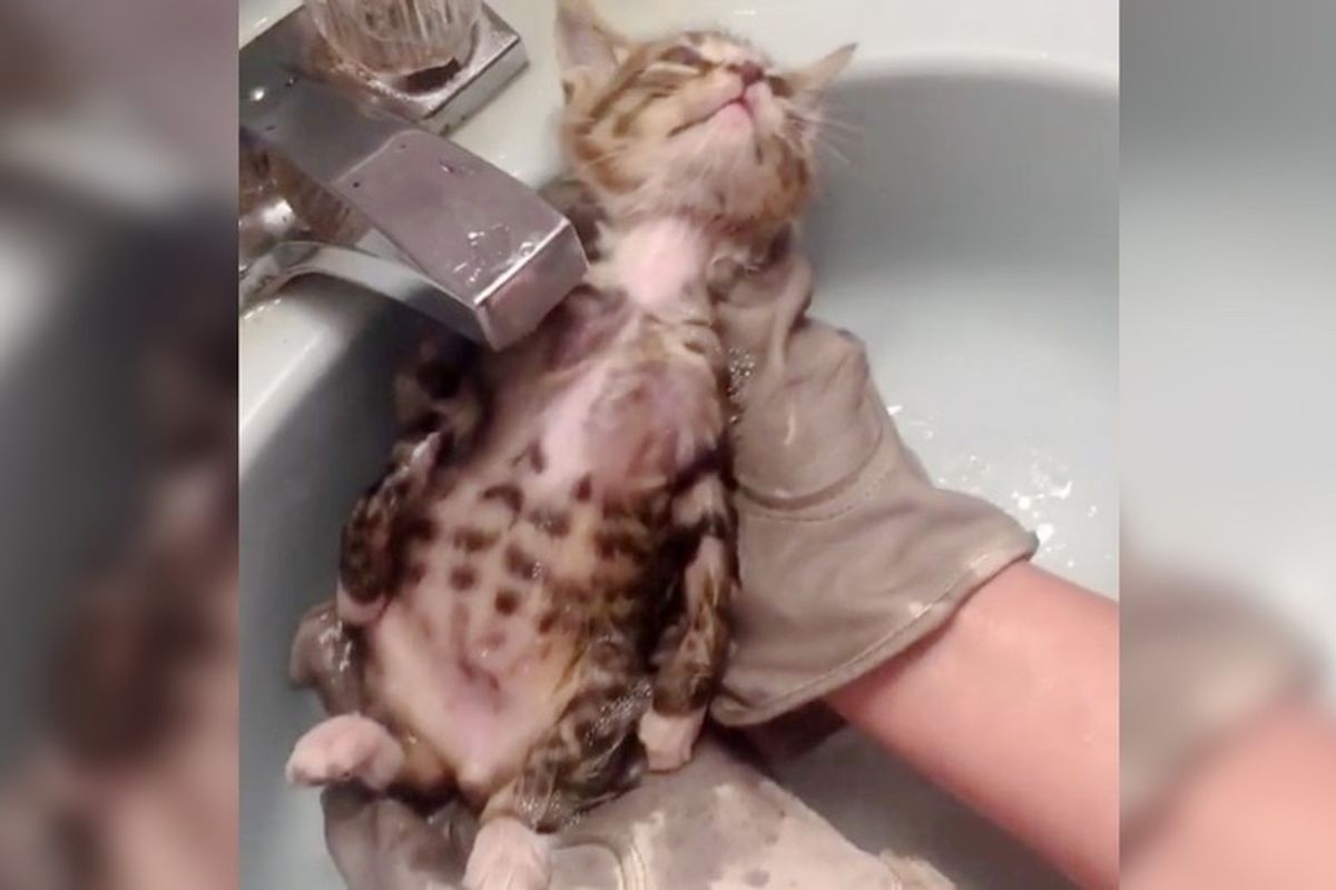 Feral Kitten Surprises Rescuers How Much He Enjoys His First Bath