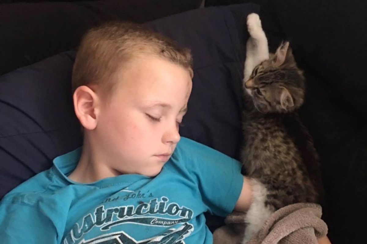 3-week-old Kitten Walks Up to Boy in Distress and Becomes His Guardian Angel... (with Updates)