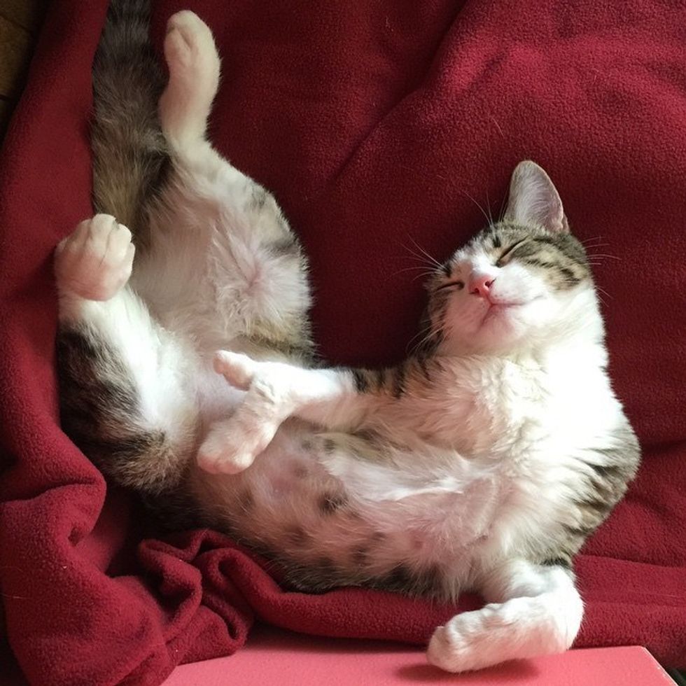 Kitty, Who was Born with a Special Paw, Fights His Way to a Loving Home