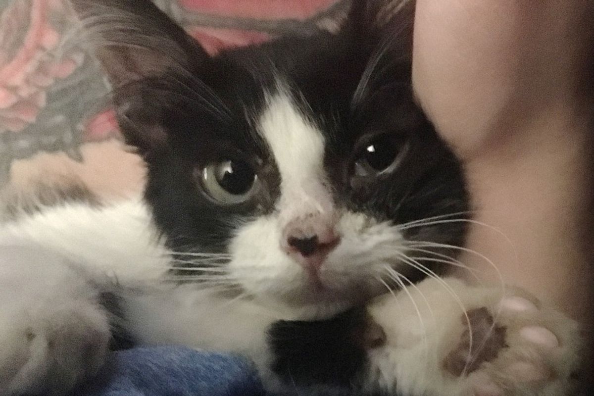 Feral Kitten, Who Was Saved from Being Hit by Car, Now Can't Stop Cuddling Her Rescuers