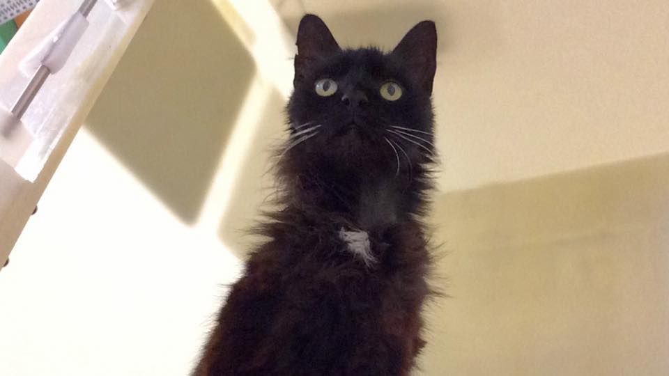 rspca southall cattery southall