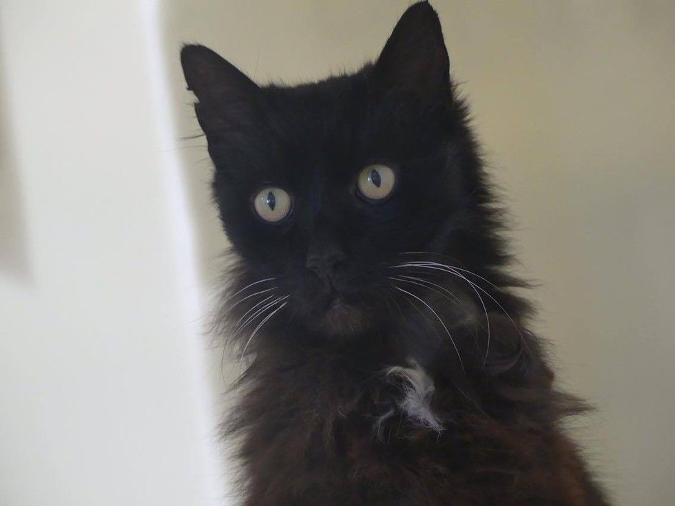 rspca southall cattery southall