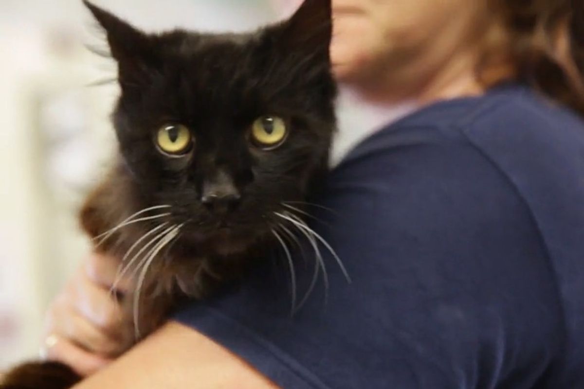 Super Senior Cat Found Abandoned at Age That Surprises Everyone at Shelter