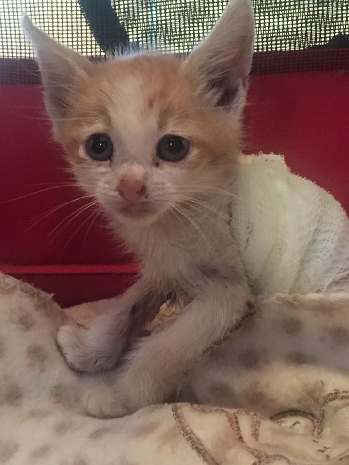 What a difference love can make! The kitten who surv.ived a forklift ac.cid.ent never gave up and kept on fighting.