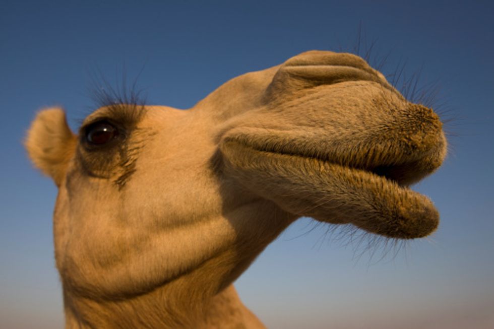 Hump Day is Now a Lot Better trueself