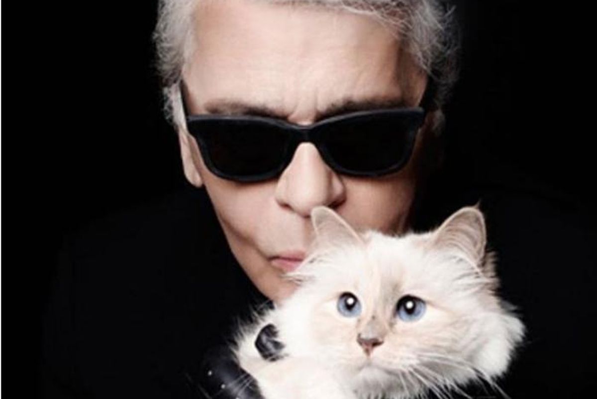 karl Lagerfeld cat choupette fabulous photos