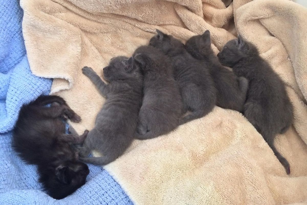 Kittens Saved from Under Wooden Walkway, Mother Cat is Ecstatic After Reunion