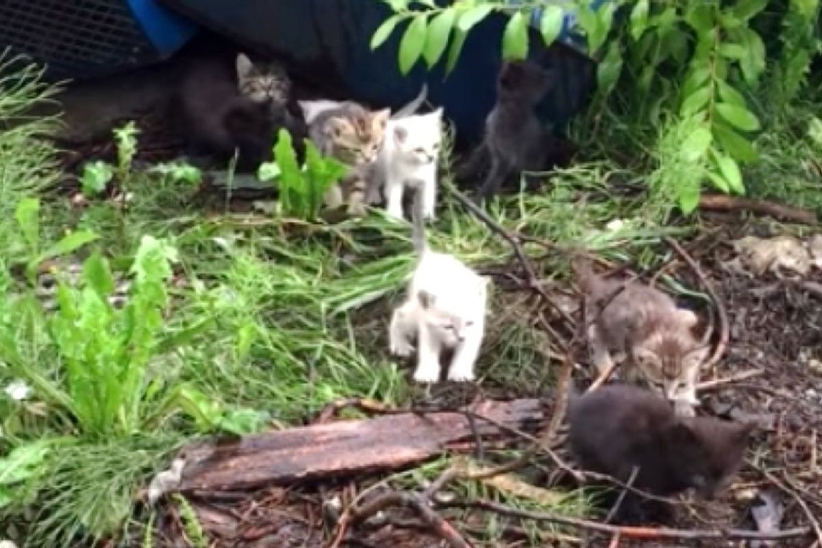 Rescuer Sings the Song of Meows, 10+ Feral Kittens Come Running