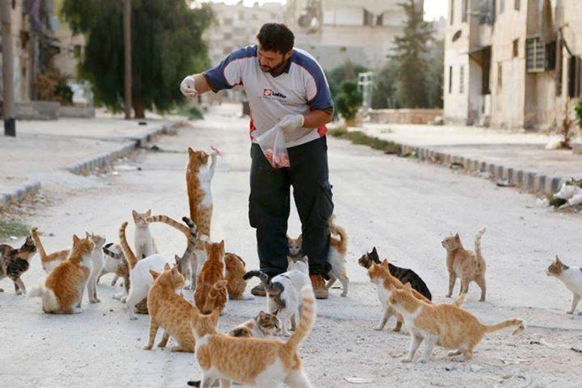 This Man Cares for Cats Left Behind in War Zone and Will Stay with Them No Matter What Happens