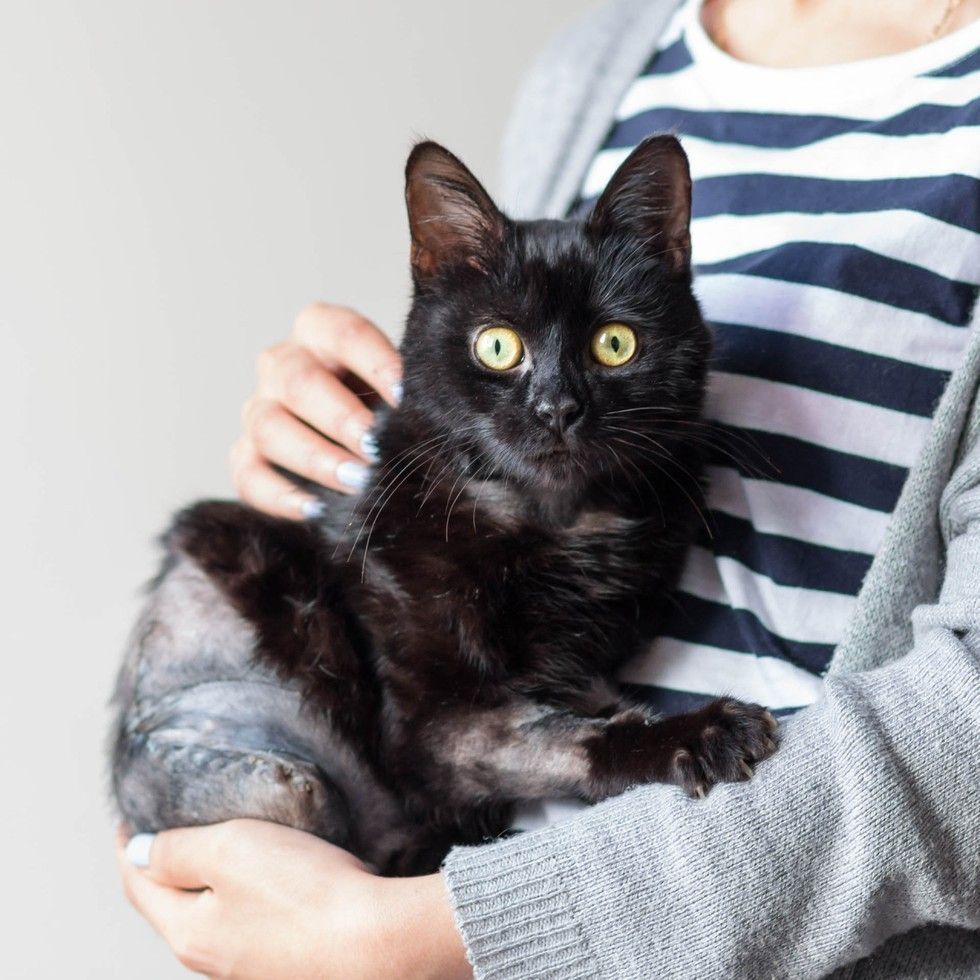Brave Cat Crawls to House for Help After Being Hit by Train - Love Meow