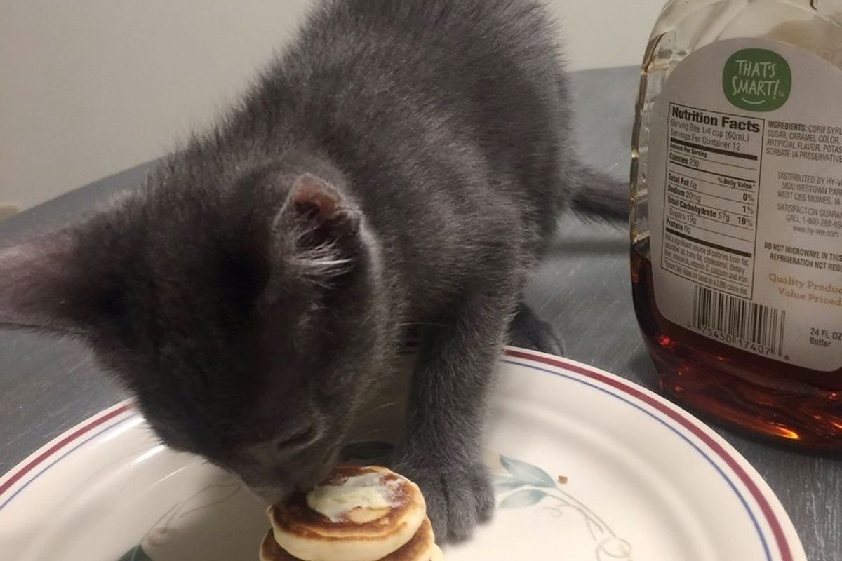 Girlfriend Worried to Leave Kitten with Boyfriend, the Guy Made Him the Tiniest Pancakes Ever..
