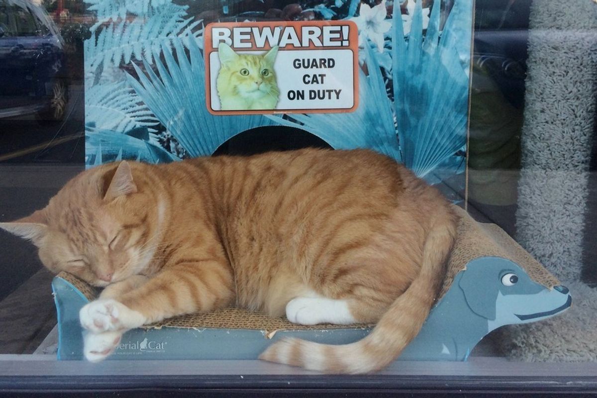 Store Owner Saves Orange Tabby from Certain Death, He Returns the Favor..