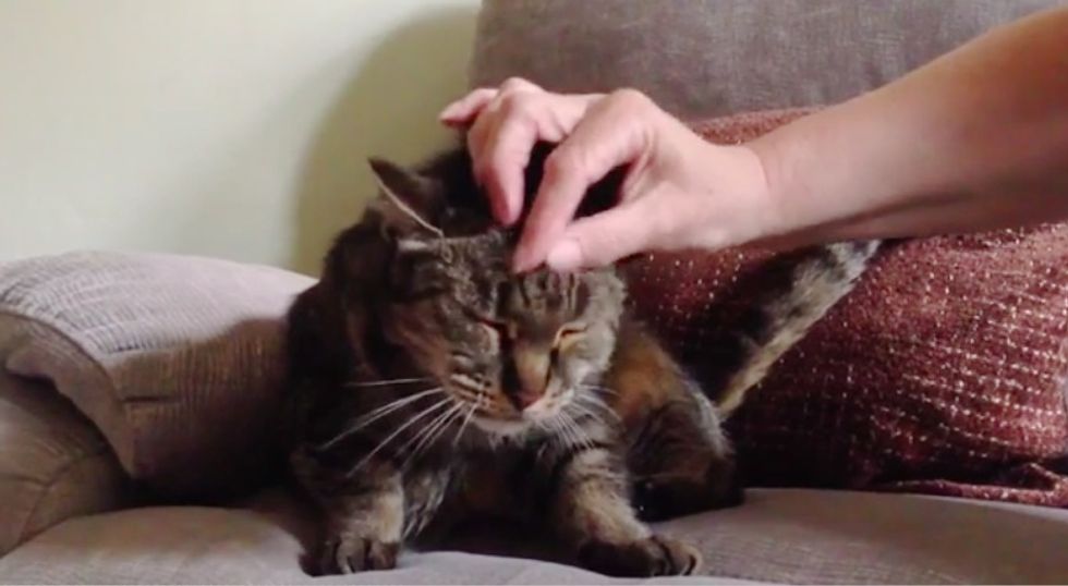 32 Year Old Cat Who Found His Humans 27 Years Ago Left An Incredible Legacy Love Meow 