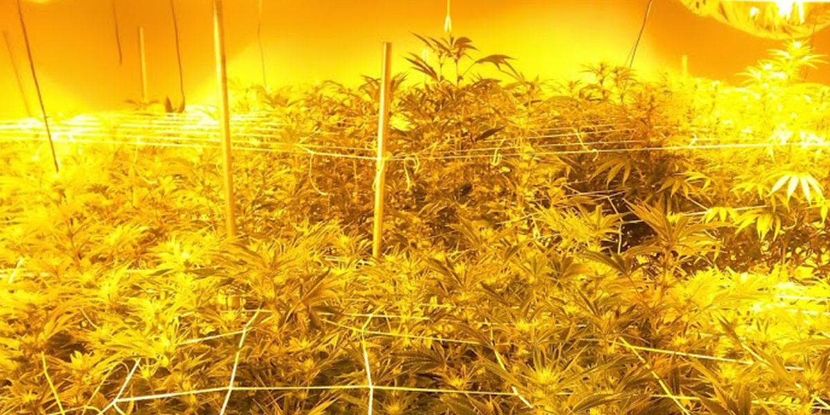Adventures in Brave New Weed: Going Into “The Prison”